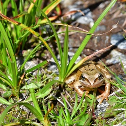 2019-08 Savoie/La Tuile/DSC_1598.JPG